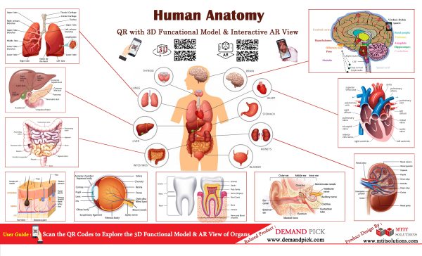 Human Anatomy – Demand Pick